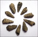 Cryptaulax salebrosus (Yamnichenko)