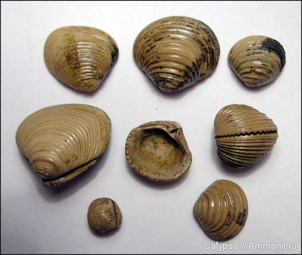 Astarte, Astartidae