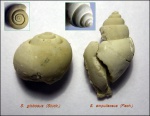 Soleniscus.