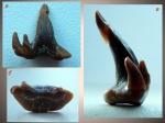 Glikmanius occidentalis