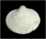 Cleiothyridina pectinifera