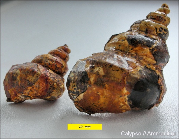 Eucyclus