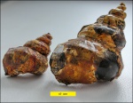 Eucyclus sp.