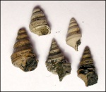 Dicroloma sp.