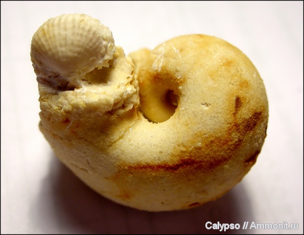 Bellerophon, Kozlowskia, Productida, Bellerophontidae