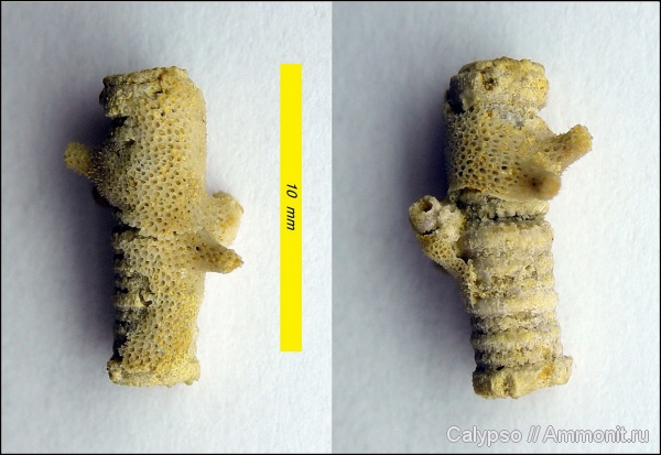 казанский ярус, Crinoidea