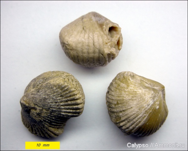 Rhynchopora, Rhynchonellida, Rhynchopora geinitziana, казанский ярус, Rhynchoporidae
