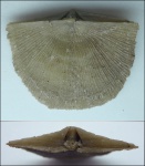 Antigonambonites planus (Pander)