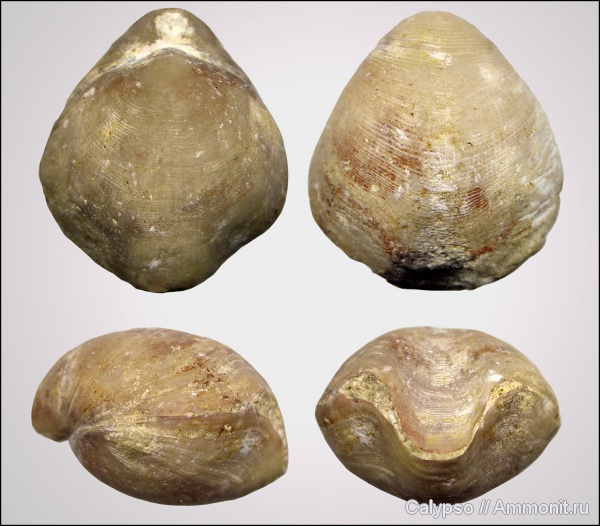 Athyris, Athyris concentrica, Athyridida