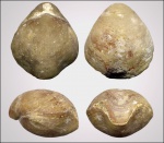 Athyris concentrica (Buch, 1834)