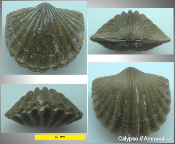 Orthida, Orthis