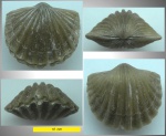 Orthis sp.