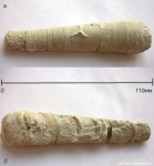 Mooreoceras cf. substrictum (Shim.)