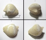 ядро Conocardium sp.