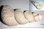 Деформированное ядро гастроподы Palaeostylus sp.