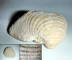 Echinoconchus punctatus (Sow.)