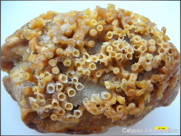 Aulopora, Tabulata