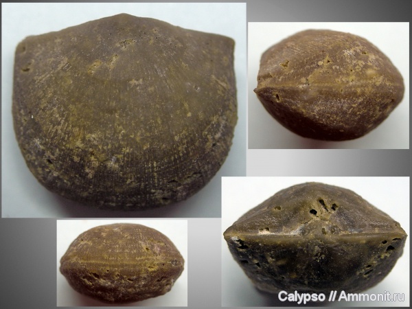 Billingsellida, Hemipronites, Hemipronites tumida