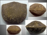 Hemipronites tumida (Pander)