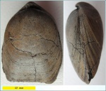 Russiella truncata