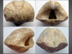 Wenjukovispirifer archiaci (Murchison, 1840)