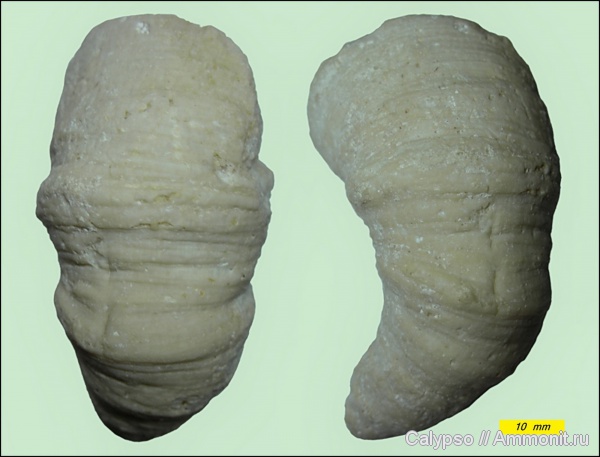Bothrophyllum, ругозы, Bothrophyllum pseudoconicum