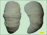 Bothrophyllum pseudoconicum (Dobrolyubova)