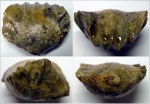 Praecyclothyris sp.