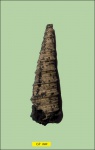 Clathrobaculus fahrenkohli.