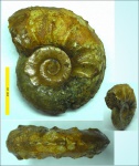 Сardioceras tenuiserratum.
