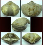 Licharewia rugulata (Kutorga, 1842)