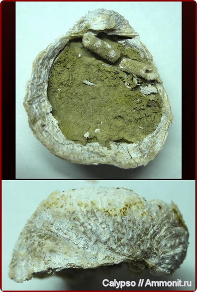 Aulosteges, Aulosteges horrescens, Aulostegidae