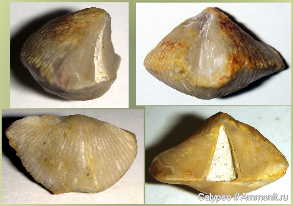 Cyrtospirifer, Cyrtospirifer zadonicus, Spiriferida, Spiriferidina, Cyrtospiriferidae