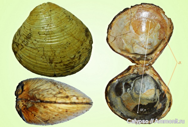 Astarte, Astartidae