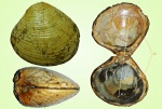 Astarte sp.