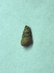 из сем. Rissoidae