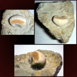 Радиальная табличка Mooreocrinus sp.