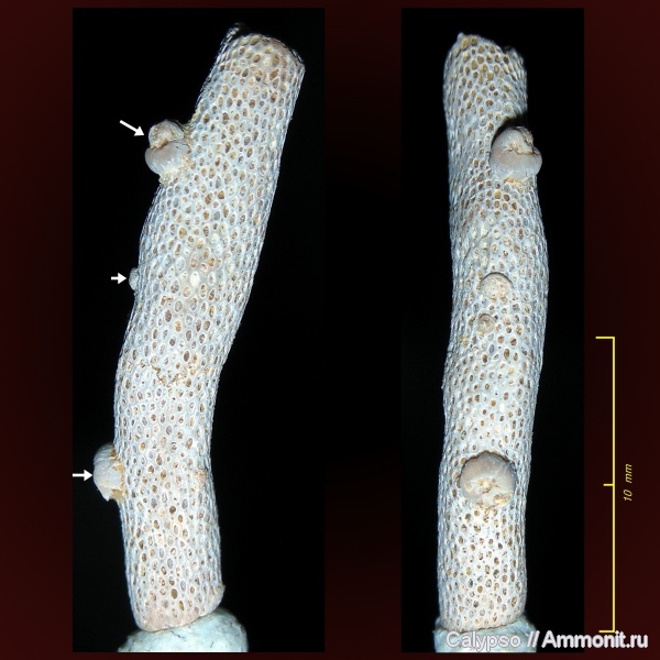 Microconchida