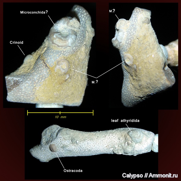 остракоды, Microconchida, Athyridida