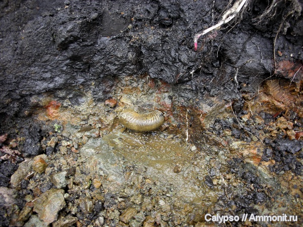 Perisphinctes, Perisphinctidae