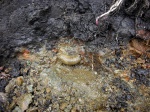 Perisphinctes в залегании "in situ".