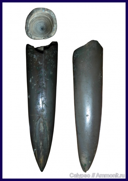 Pachyteuthis, Pachyteuthis cuneata