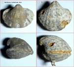 Spiriferellina netschajewi (E.Ivan.) & Spiriferellina (?)