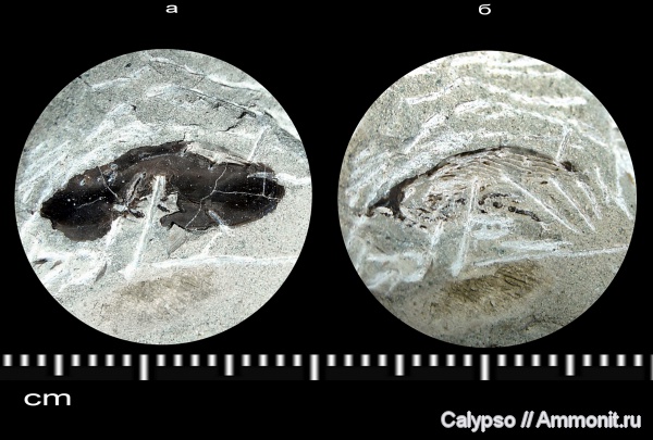 Coleoptera