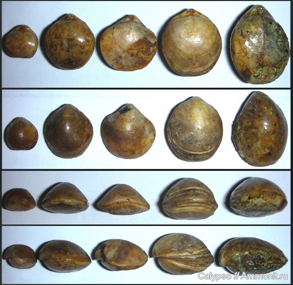 оксфорд, Terebratulida, Aulacothyris, Aulacothyris impressa, Oxfordian
