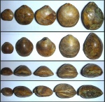 Aulacothyris impressa (Bronn).