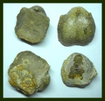 Aulosteges horrescens (Verneuil)
