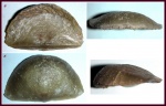 Strophomenida