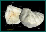 В помощь к определению Meekella eximia (Eichwald).