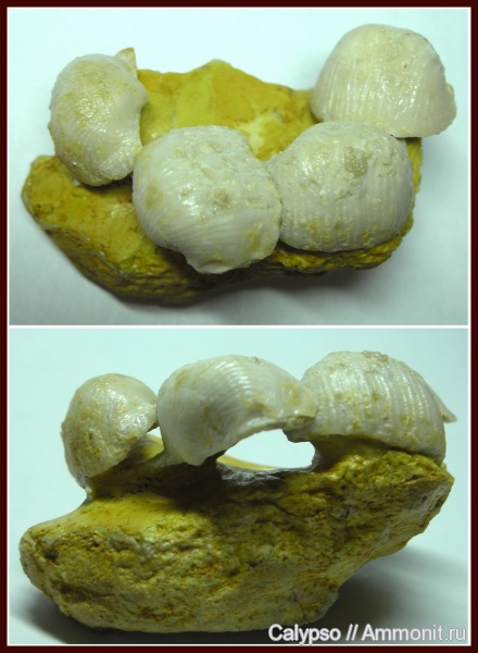 Kozlowskia, Productida, Kozlowskia borealiformis, Marginiferinae